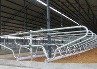 Hot-Galvanized Single Row نوع فولاد ضد زنگ گاو رایگان گاو برای گاو جوان