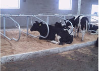 مزرعه ی لبنی دو ردیف نوع گاو آزاد با فاصله 1.20m گاو